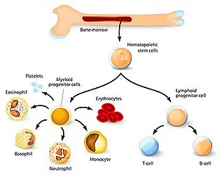 Hematopoietic Stem Cells